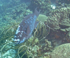 Dive 9 Buddy Reef M0012536 edited 1