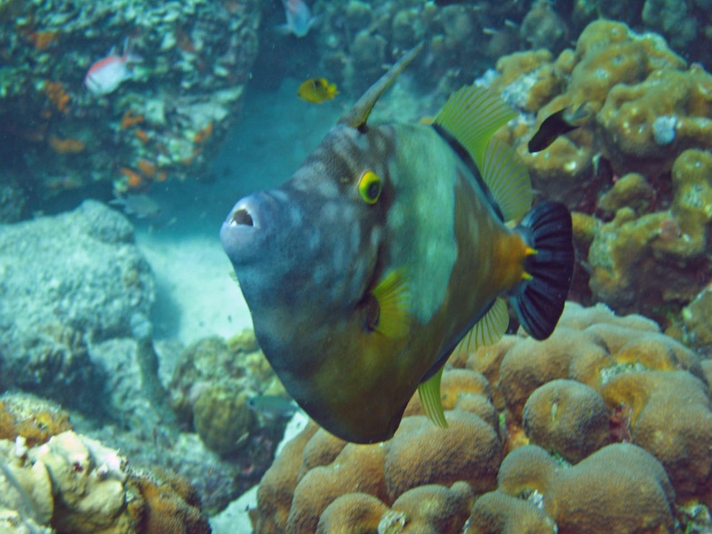 Dive_12_Something_Special_File_Fish_IMG_8088_edited_1.jpg