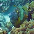 Dive_12_Something_Special_File_Fish_IMG_8088_edited_1.jpg