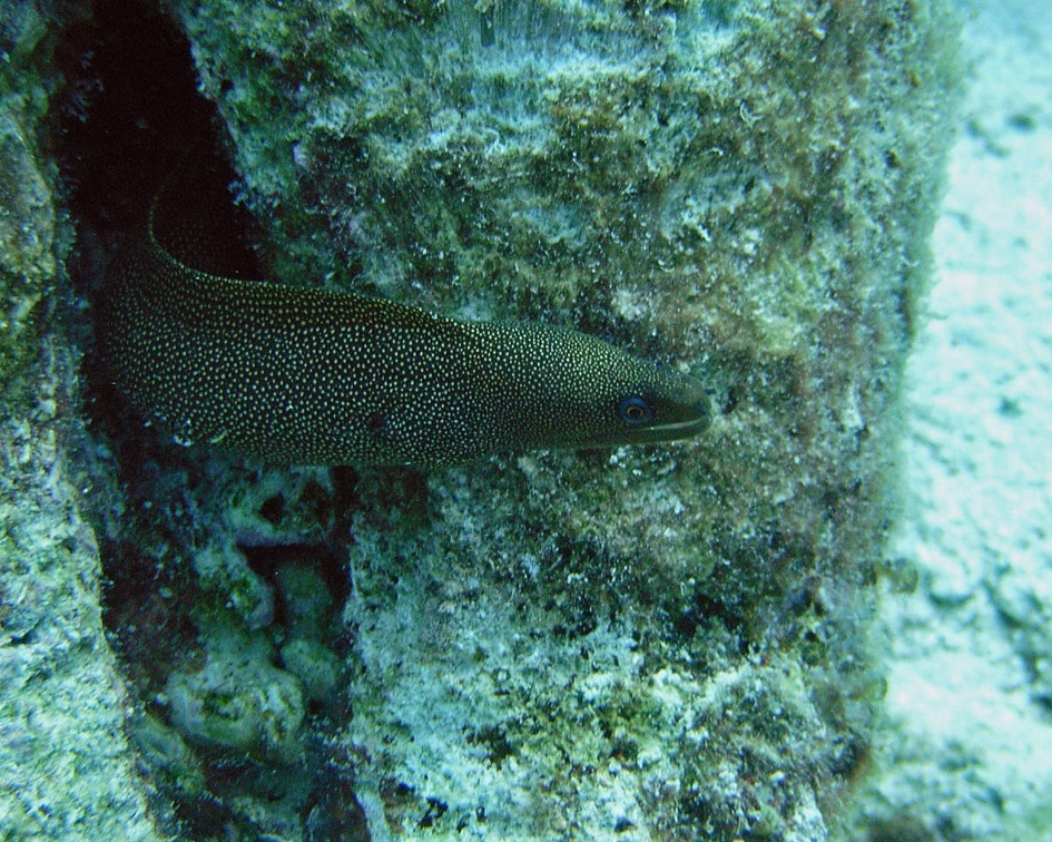 Dive 14 Small Wall Eel M0013493 edited 1