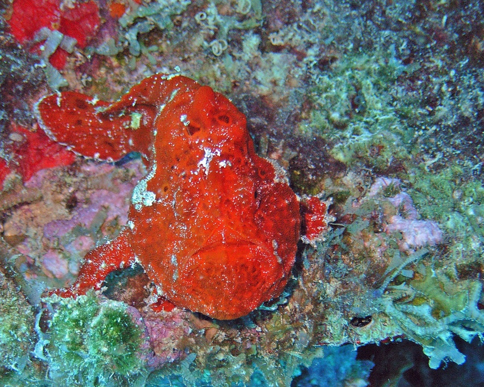 Dive 14 Small Wall FrogFish M0013441 edited 1