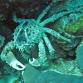 Dive 17 Angel City Crab IMG 8164 edited 1