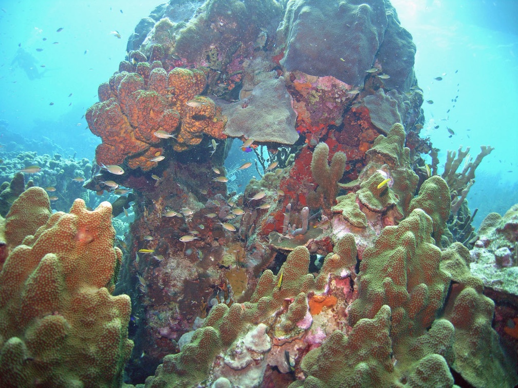 Dive 18 Country Garden M0013565 edited 1