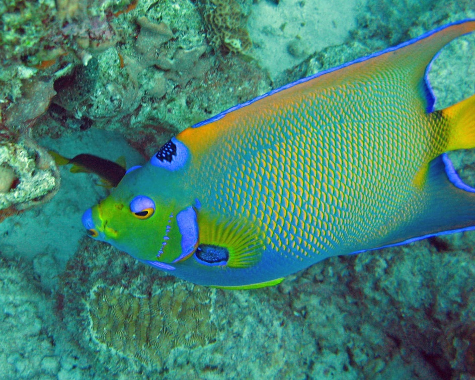 Dive 1 Buddy Reef to LaMachaca Angel Queen IMG 7744 edited 1