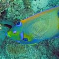Dive 1 Buddy Reef to LaMachaca Angel Queen IMG 7744 edited 1