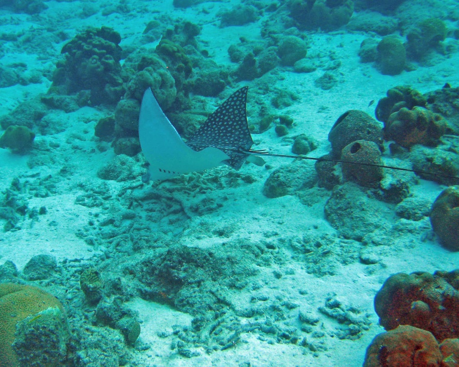 Dive 1 Buddy Reef to LaMachaca Eagle Ray IMG 7735 edited 1