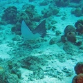 Dive_1_Buddy_Reef_to_LaMachaca_Eagle_Ray_IMG_7735_edited_1.jpg