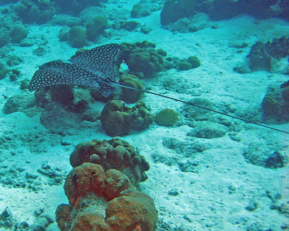 Dive 1 Buddy Reef to LaMachaca Eagle Ray IMG 7734 edited 1