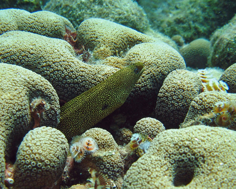 Dive 1 Buddy Reef to LaMachaca Eel IMG 7790 edited 1