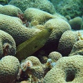 Dive 1 Buddy Reef to LaMachaca Eel IMG 7790 edited 1