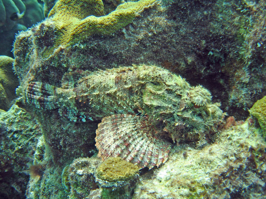 Dive 1 Buddy Reef to LaMachaca Scorpionfish IMG 7768 edited 1