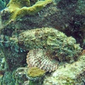 Dive 1 Buddy Reef to LaMachaca Scorpionfish IMG 7768 edited 1