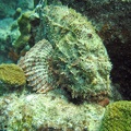 Dive 1 Buddy Reef to LaMachaca Scorpionfish IMG 7777 edited 1
