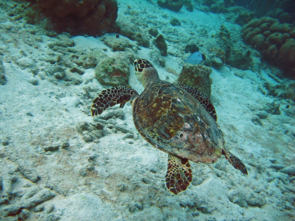 Dive 1 Buddy Reef to LaMachaca Turtle IMG 7748 edited 1