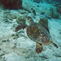 Dive_1_Buddy_Reef_to_LaMachaca_Turtle_IMG_7748_edited_1.jpg