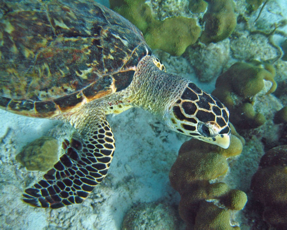 Dive 1 Buddy Reef to LaMachaca Turtle IMG 7760 edited 1
