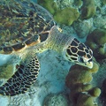 Dive 1 Buddy Reef to LaMachaca Turtle IMG 7760 edited 1