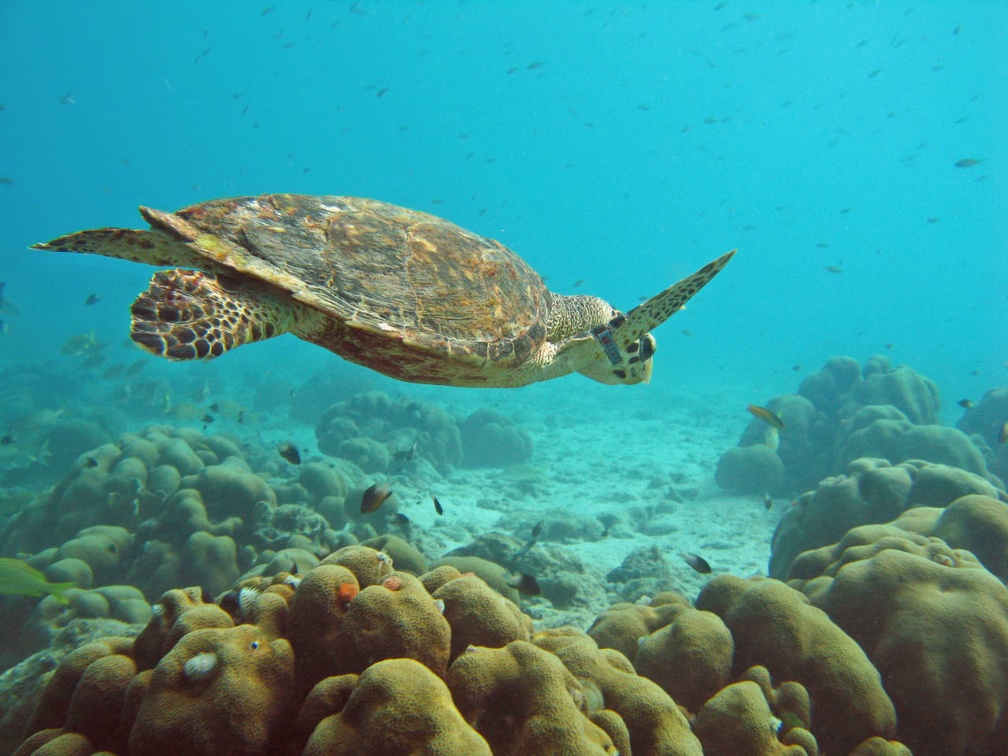 Dive 1 Buddy Reef to LaMachaca Turtle IMG 7762 edited 1