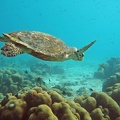 Dive_1_Buddy_Reef_to_LaMachaca_Turtle_IMG_7762_edited_1.jpg