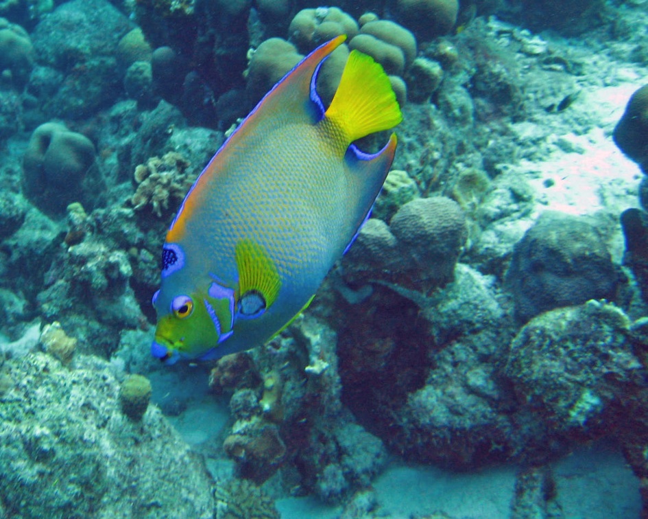 Dive 23 Buddy Reef Angel Queen IMG 8327 edited 1