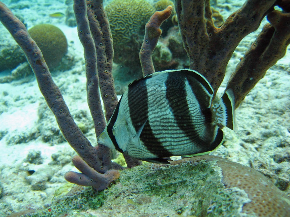 Dive 23 Buddy Reef Butterfly IMG 8394 edited 1