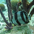 Dive_23_Buddy_Reef_Butterfly_IMG_8394_edited_1.jpg