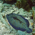 Dive 23 Buddy Reef Flounder IMG 8386 edited 1