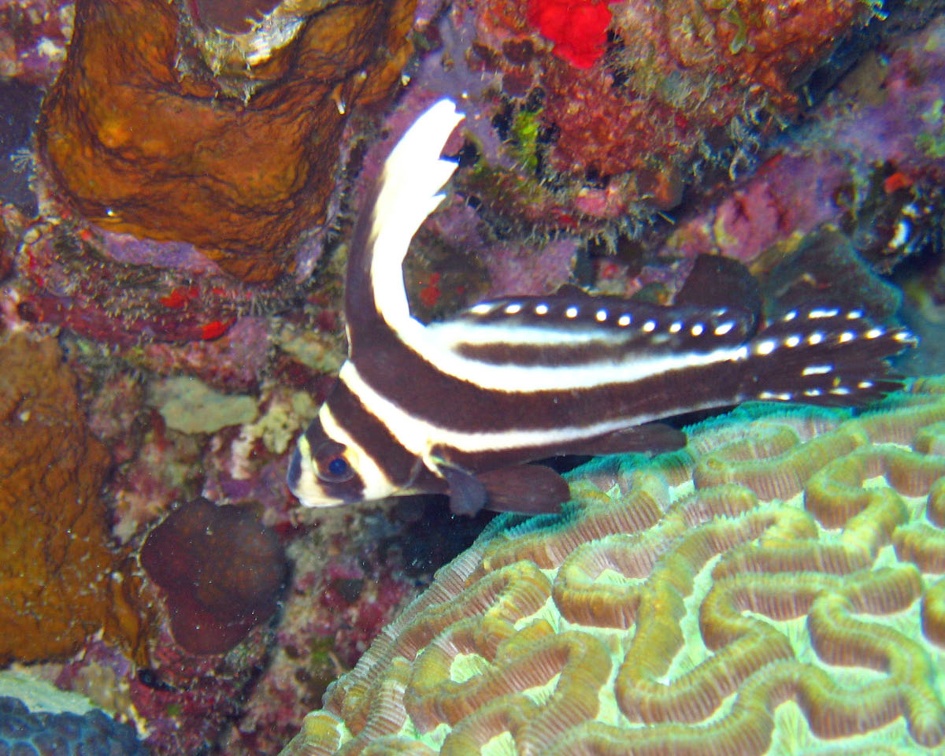 Dive 23 Buddy Reef Spotted Drum IMG 8263 edited 1