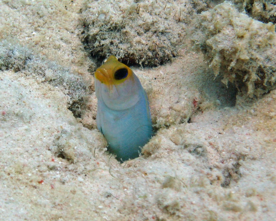 Dive 23 Buddy Reef Goby IMG 8414 edited 1