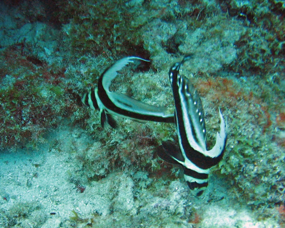 Dive 23 Buddy Reef Spotted Drum IMG 8297 edited 1