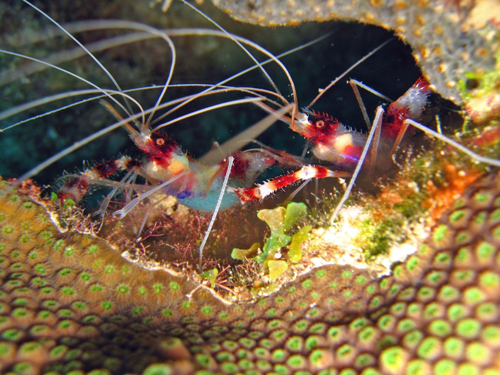 Dive 2 Buddy Reef Shrimp IMG 7802 edited 1