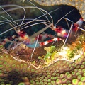 Dive_2_Buddy_Reef_Shrimp_IMG_7802_edited_1.jpg