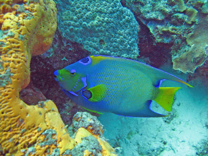 Dive 4 Buddy Reef Angel Queen IMG 7830 edited 1