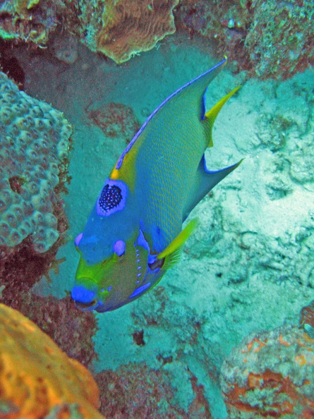 Dive 4 Buddy Reef Angel Queen IMG 7836 edited 1
