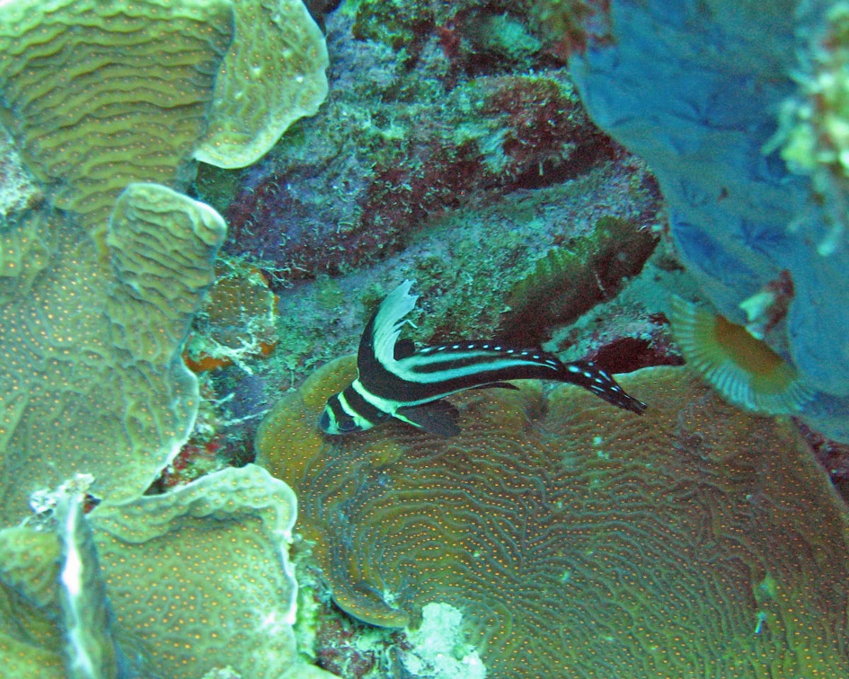 Dive 4 Buddy Reef Spotted Drum IMG 7815 edited 1