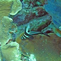 Dive_4_Buddy_Reef_Spotted_Drum_IMG_7815_edited_1.jpg