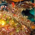 Dive_4_Buddy_Reef_Shrimp_IMG_7838_edited_1.jpg