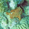 Dive 6 Klien Bonaire at Leonaras Reef FrogFish M0013311 edited 1