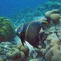Dive 7 Buddy Reef Angel Juv IMG 7905 edited 1