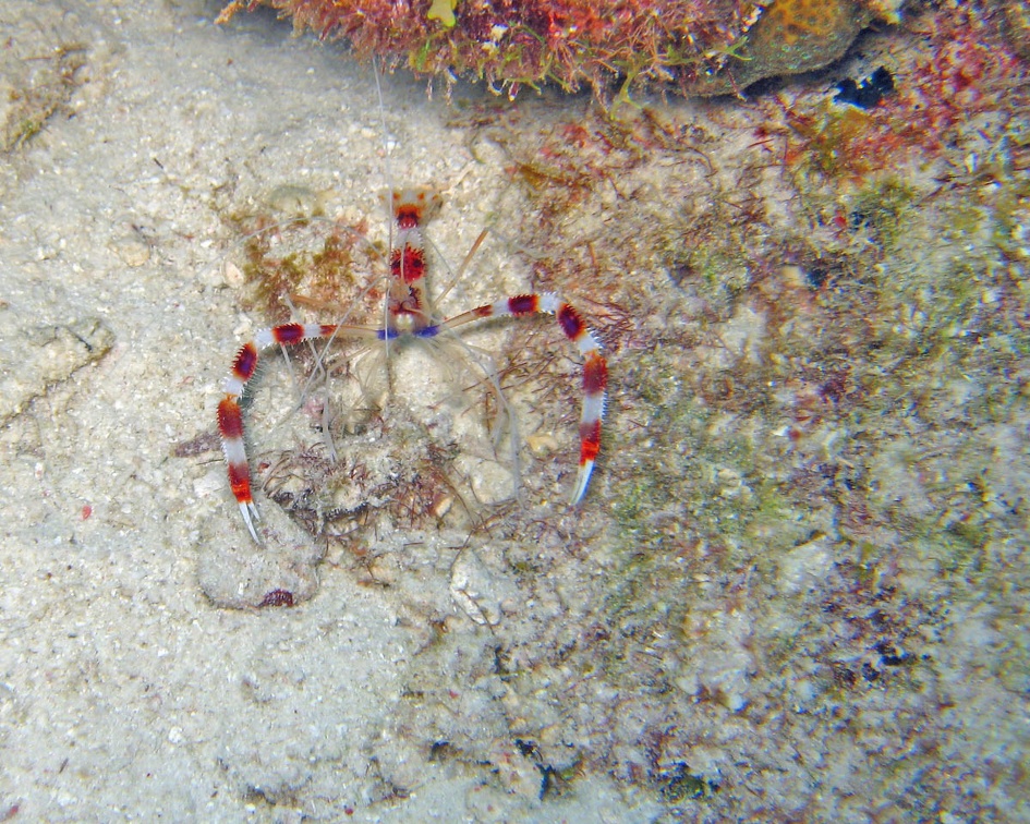 Dive 7 Buddy Reef Shrimp IMG 7889 edited 1
