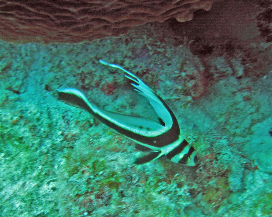 Dive 7 Buddy Reef Spotted Drum IMG 7874 edited 1