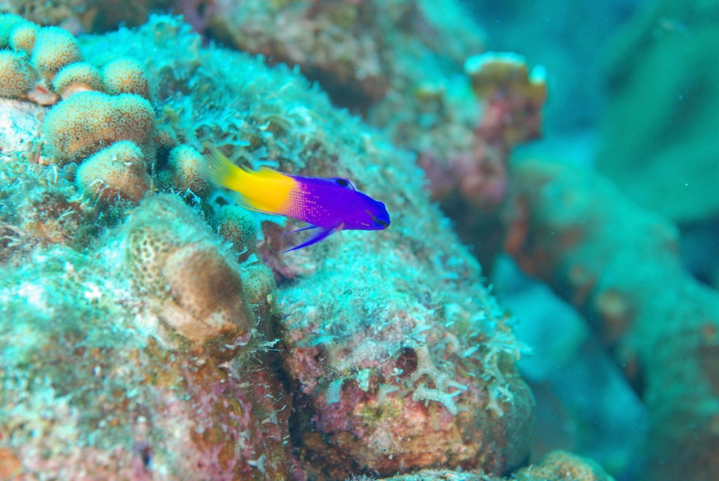 Dive 12 Small Wall DSC 3203 edited 1