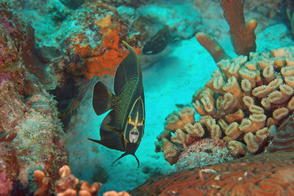 Dive 12 Small Wall DSC 3242 edited 1