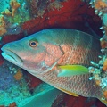 Dive 21 Buddy Reef DSC 3465 edited 1
