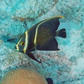 Dive 21 Buddy Reef DSC 3496 edited 1