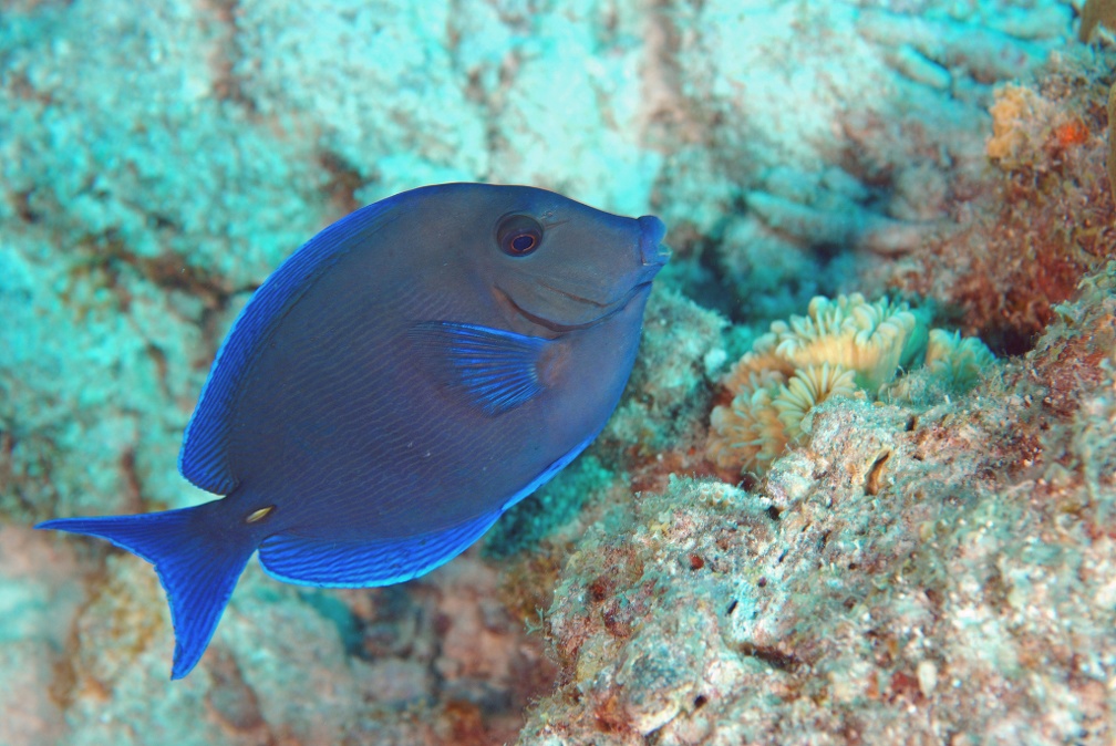 Dive 26 Buddy Reef to Lmachaca DSC 3626 edited 1