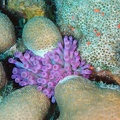 Dive 26 Buddy Reef to Lmachaca DSC 3645 edited 1