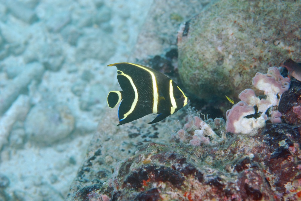Dive 26 Buddy Reef to Lmachaca DSC 3682 edited 1