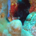 Dive 32 Klien Leonaras Reef DSC 3786 edited 1