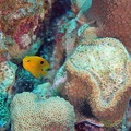 Dive 32 Klien Leonaras Reef DSC 3810 edited 1
